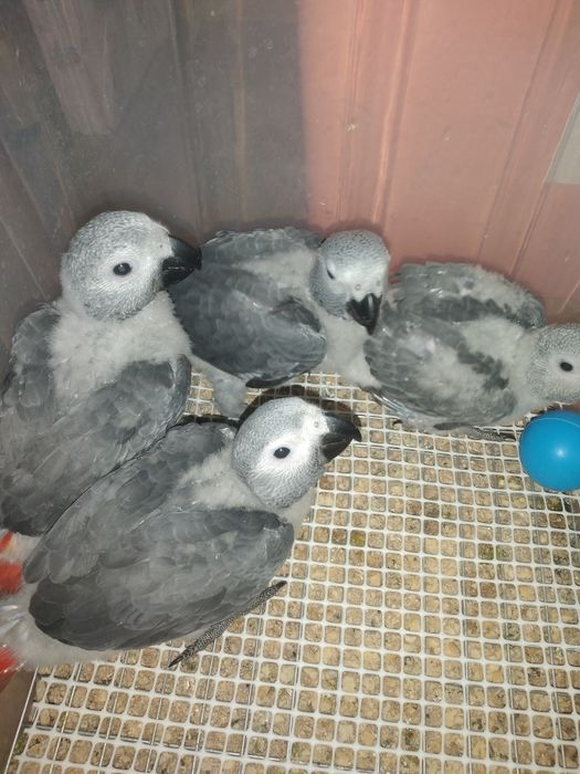 Papagaios cinzentos e amazonas auropalliatas