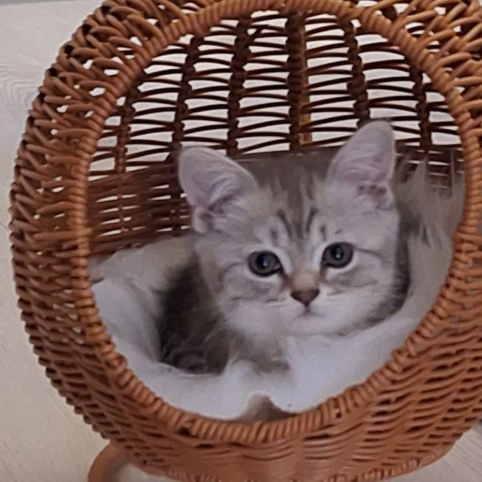 Kocurki brytyjskie odbiór walentynki