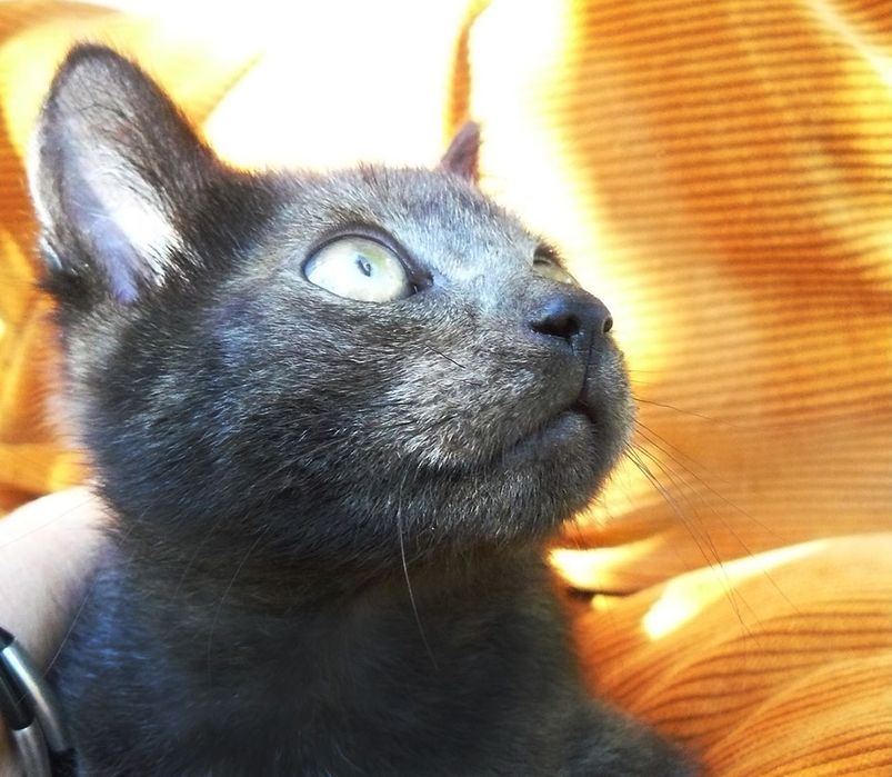 Кошенята шукають родину