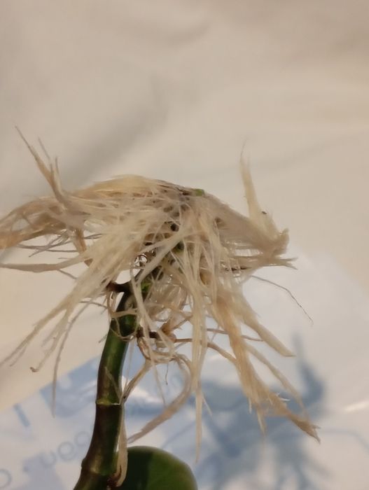 Вазон каланхое розкішний