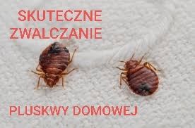 Zwalczanie Pluskwy Domowej