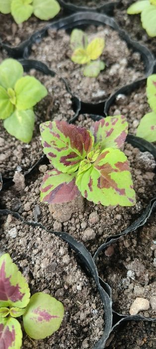 Sadzonki warzyw i kwiatów