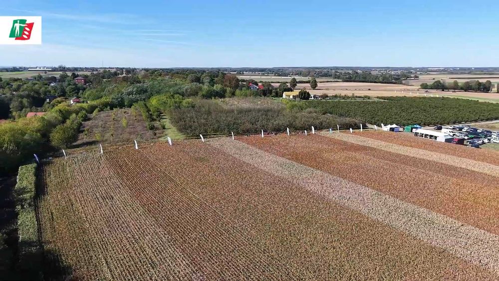 Nasiona Sorgo RGT ICEBERGG, Cambridge, Leggend i inne