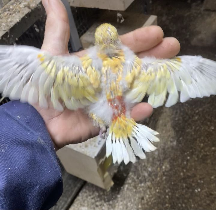 Red rumpede criar á mão