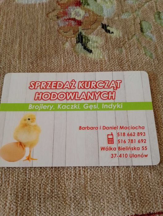 Kury4 miesięczne