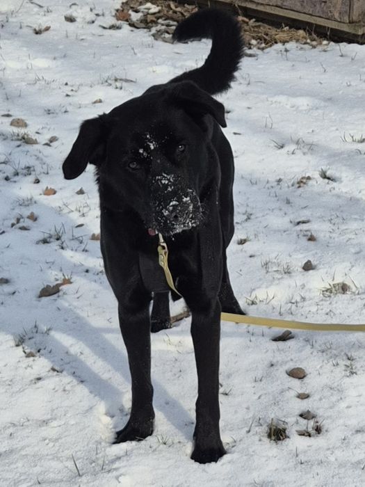 Pieski do adopcji Oleśnica!