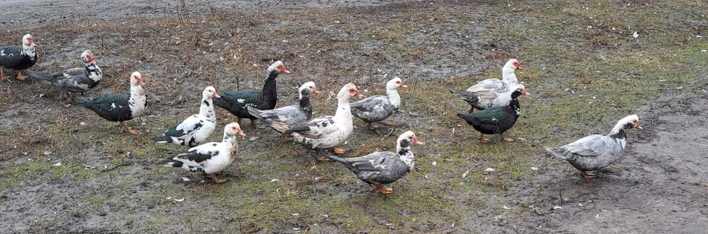 Мускусные утки, селезни