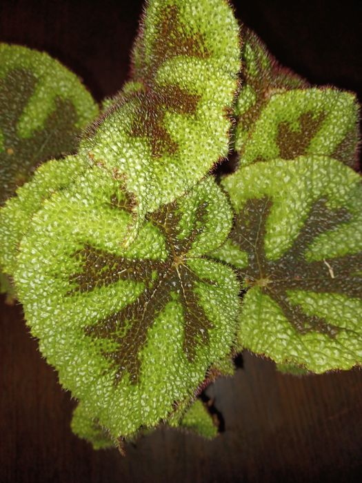 Begonia zestaw liści