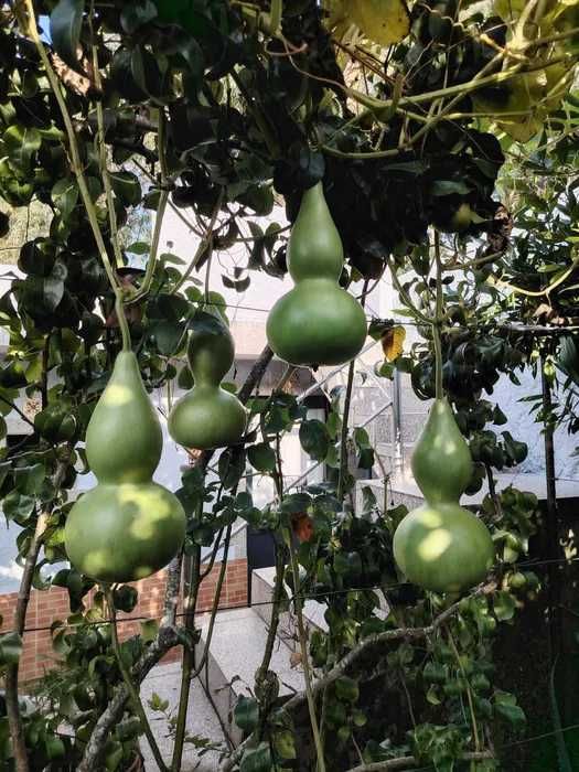 Cabaças por secar e meias secas