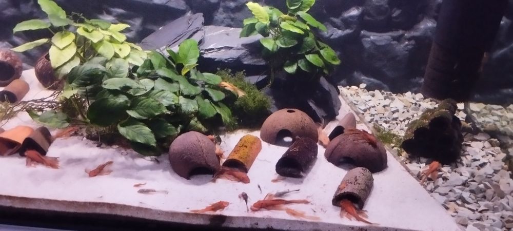 Glonojad Red weloniaste