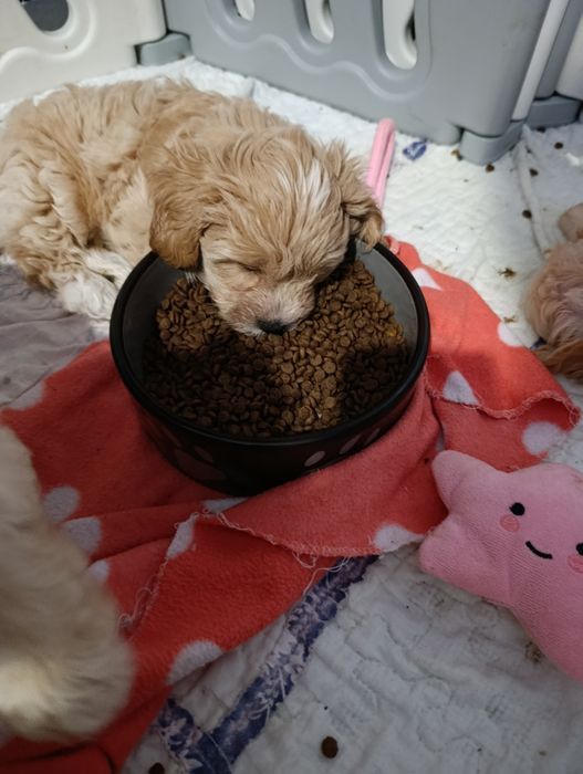 MALTIPOO- cudowna sunia