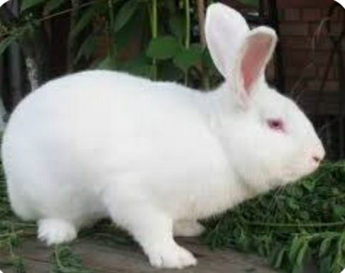 Кролиця кiтна. Крол робочий.