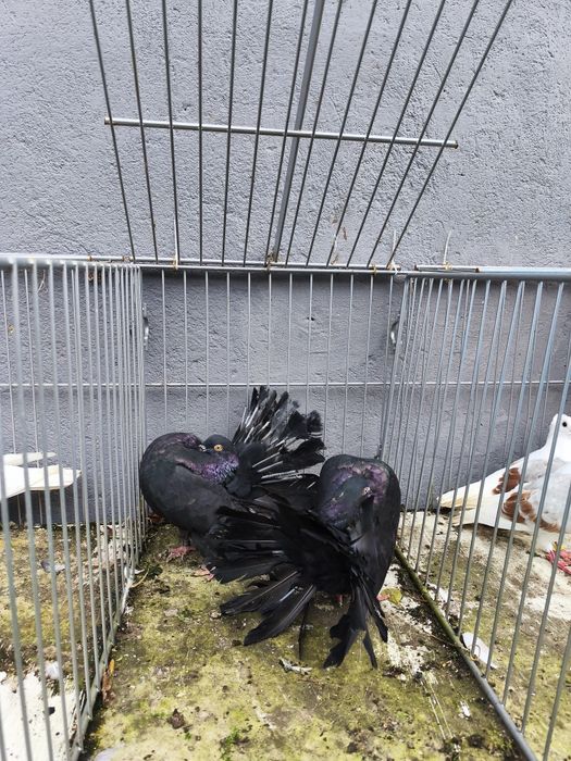 Pawiki gołębie para