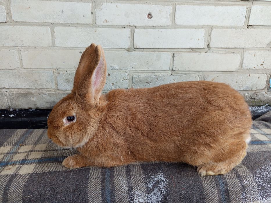 Кролики та кролички