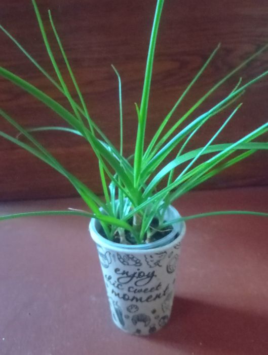 Индийский лук, луковицы, семена