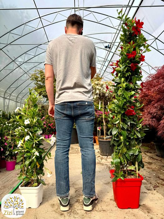 mandevilla, Mandevilla sanderi Sundaville®, 40-180cm, roślina kwitnąca, 3 kolory kwiatów
