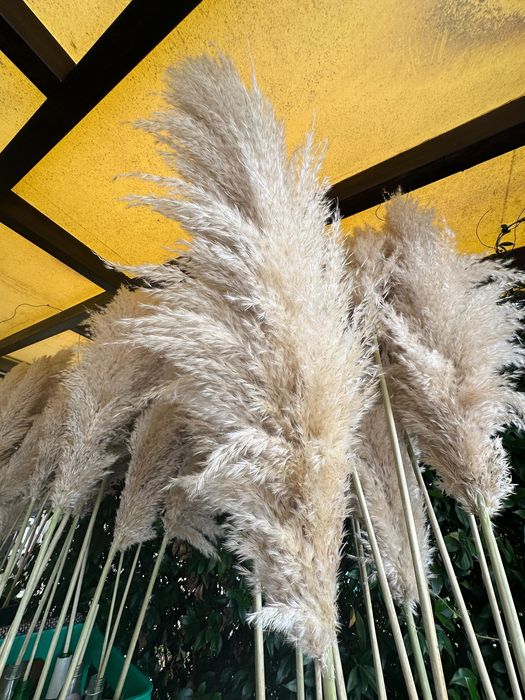 Пампасна   трава