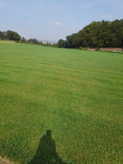 Tapete de relva natural - Guimarães