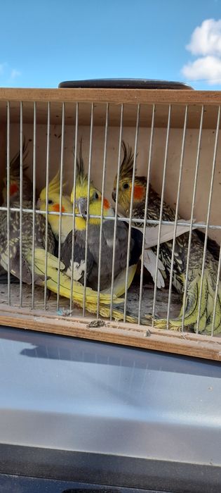 Papugi nimfy samce I samice