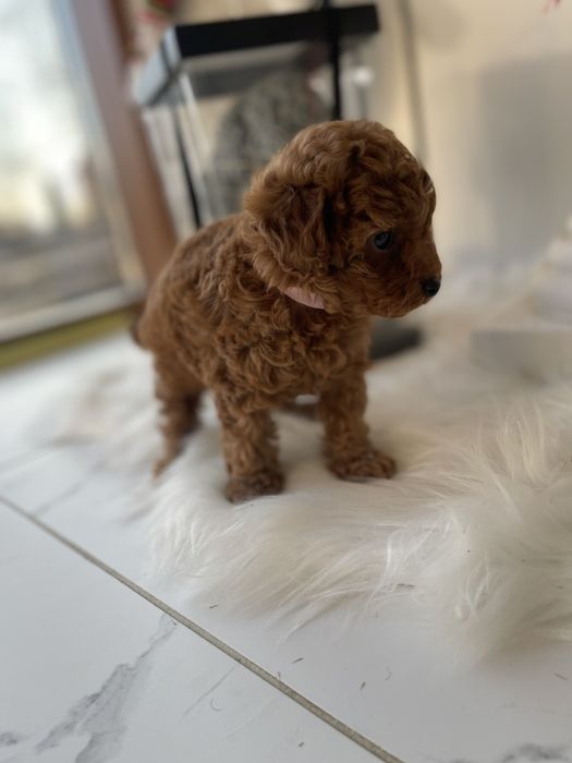 VIP Той-Пуделі  — Маленькі щастячка готові до переїзду