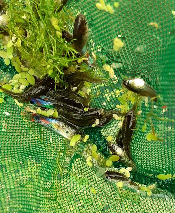 GRANDE PROMOÇÃO Guppys endlers (adultos)
