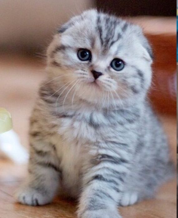 Котята от выставочных родителей доставка по всему миру! Скоттиш бритиш