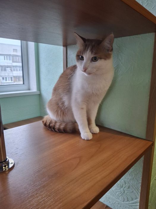 Кастрированный рыже-белый котёнок-подросток ищет дом! Котята в хорошие