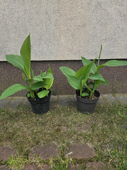 Canna,pieciorecznik,kłącza