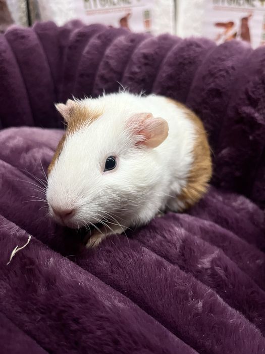 ŚWINKA MORSKA samica - Tina Zoo Gliwice Witkiewicza