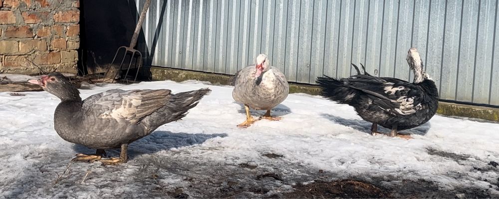 Індо-качка(шипуни)