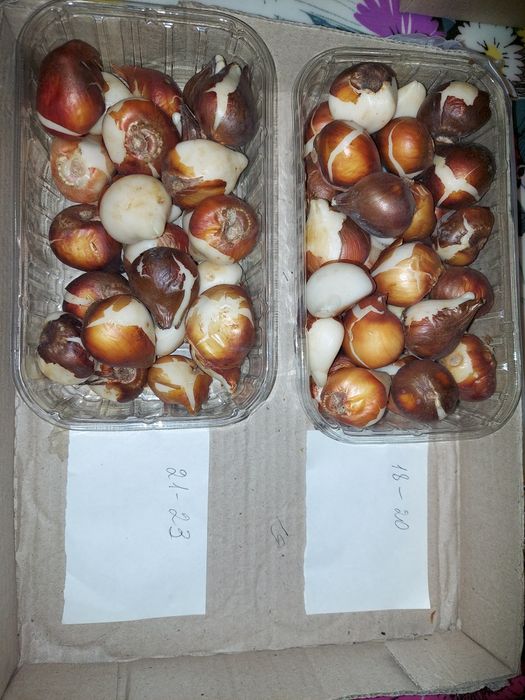 Цибулини тюльпанів Дарвіна гібрид