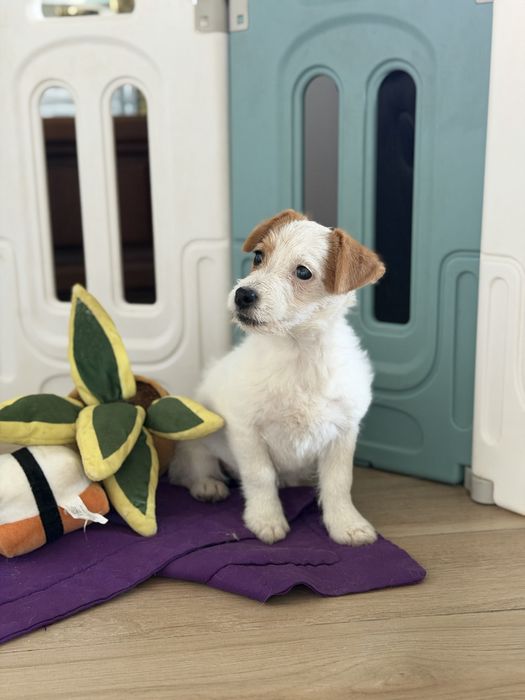 Suczka Jack Russell terrier ZKWP/FCI szorstkowlosa