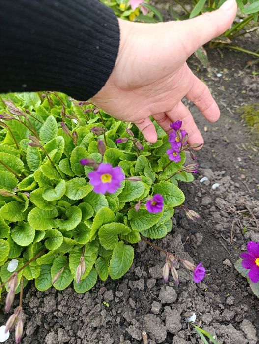 Примула садовая трёх видов