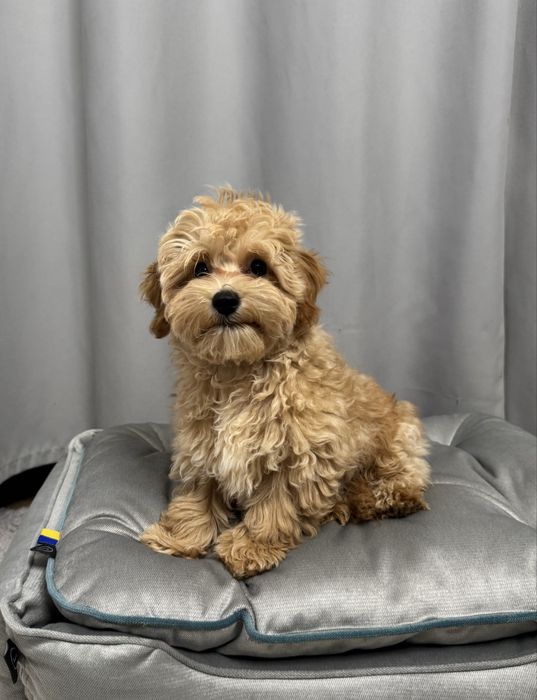 Хлопчик мальтипу ф1