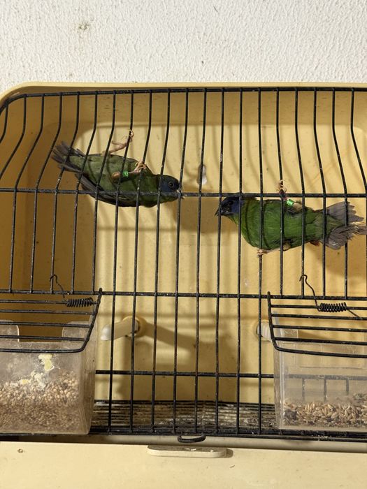 Exoticos disponiveis