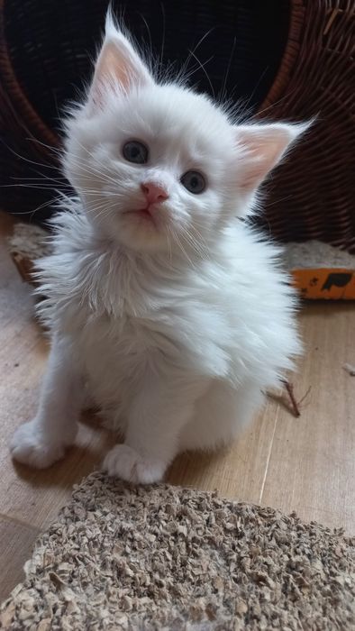 Kocurek Maine Coon