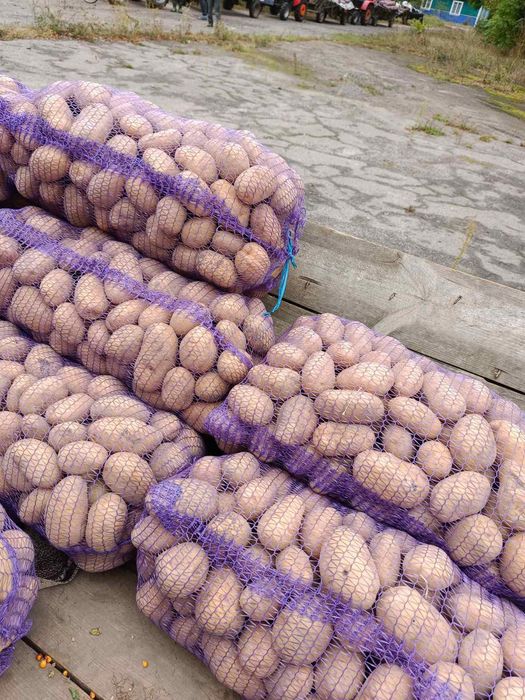 Картопля велика та насінна оптом доставка