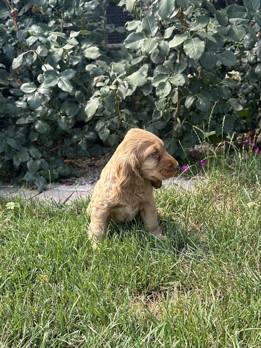 Szczeniak Cocker Spaniel Angielski - Chłopiec