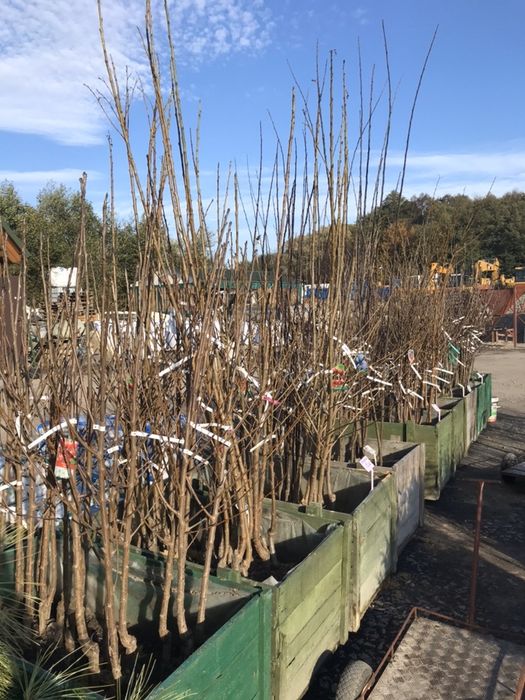 Drzewa i krzewy owocowe  jabłonie/grusze/śliwy/porzeczki/maliny itp