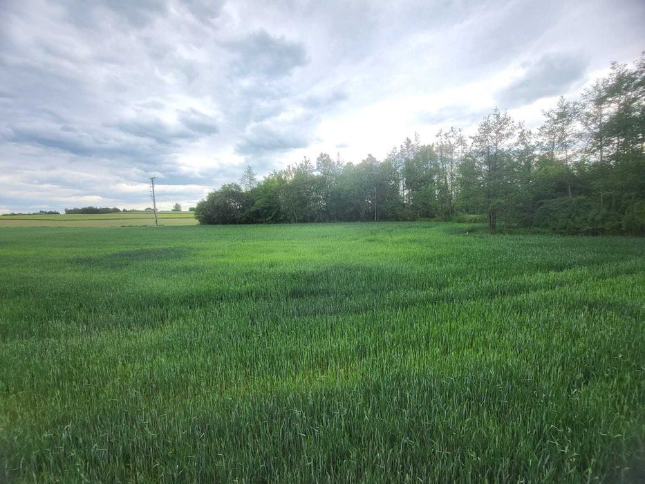 Maszki gmina Wojciechów nr ewid. 801/1 - spokojna, zielona okolica z widokiem na rozległe pola uprawne, las, blisko rzeki Bystra, 15 km od Lublina - Widok 3