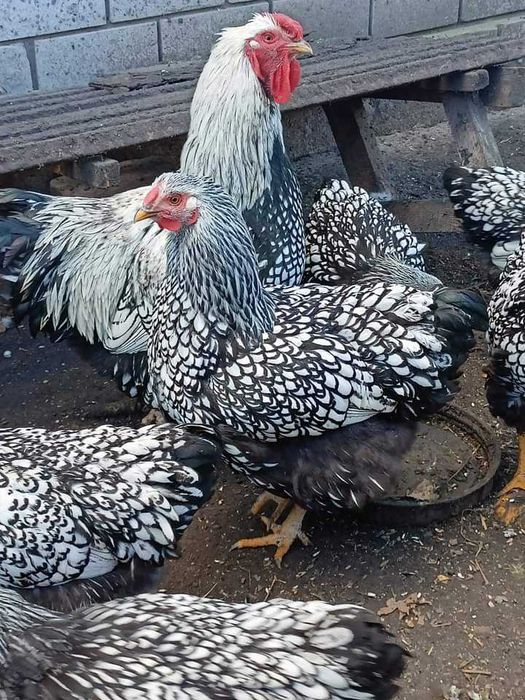 Яйця курей віандот