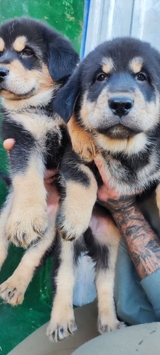 Продаж! Хлопчики! Терміново