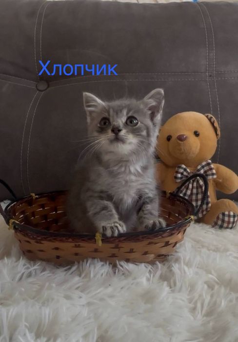 Кошенята шукають дім