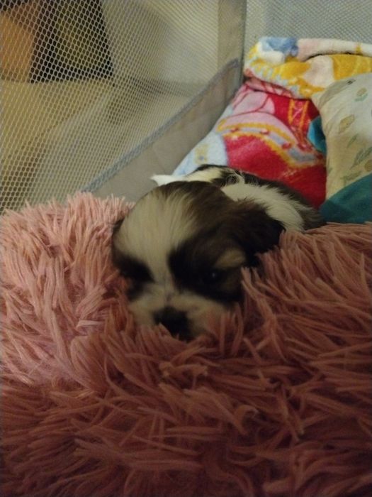 Shih tzu pieski i suczki