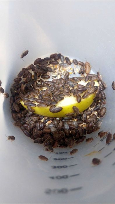 Аргентинський тарган таракан Аргентинский кормовой