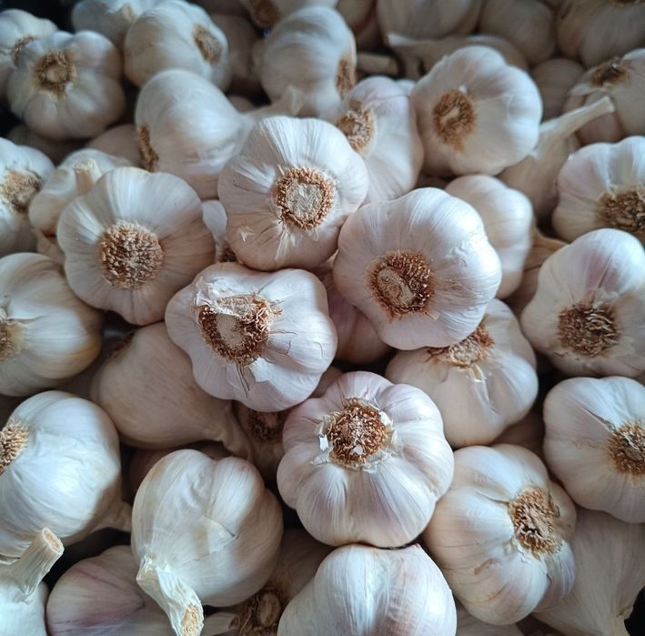 Czosnek wiosenny do sadzenia