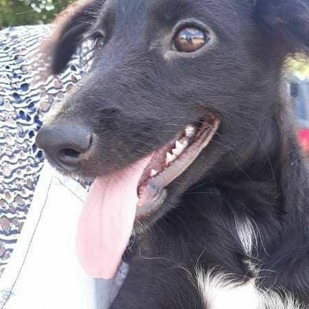 Отдам даром в добрые руки собачку метис сеттера и спаниеля