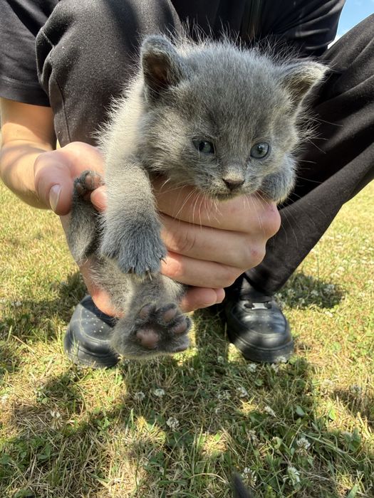 Котики у хороші руки