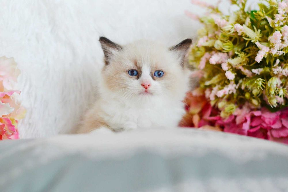 Реголли хлопчики Кріс і Крістіан