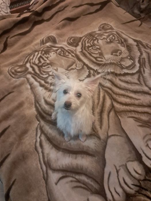 Собачка китайской хохлатой, пуховка ищет семью